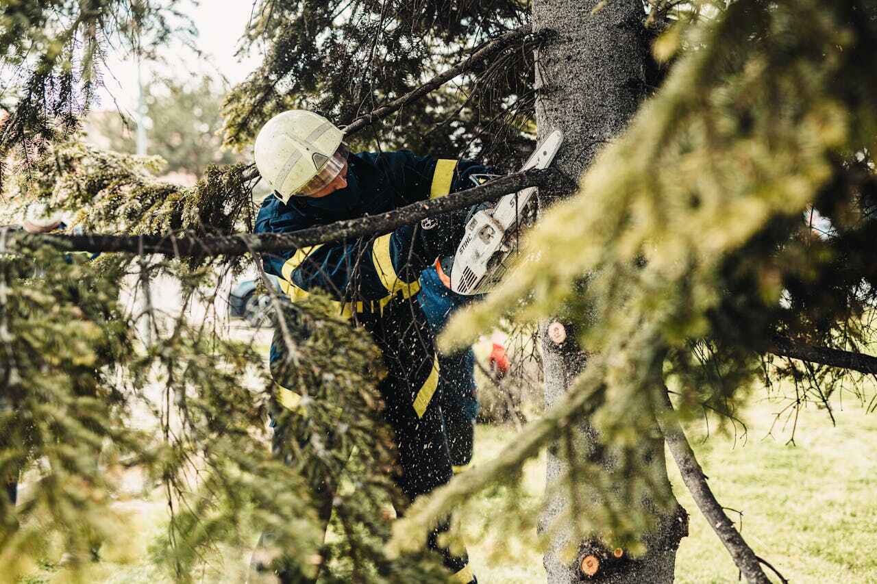 Best Local Tree Services  in USA